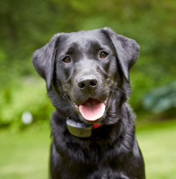 DogWatch of South Jersey, Barnegat Light, New Jersey | ProFenceX Contact Us Image