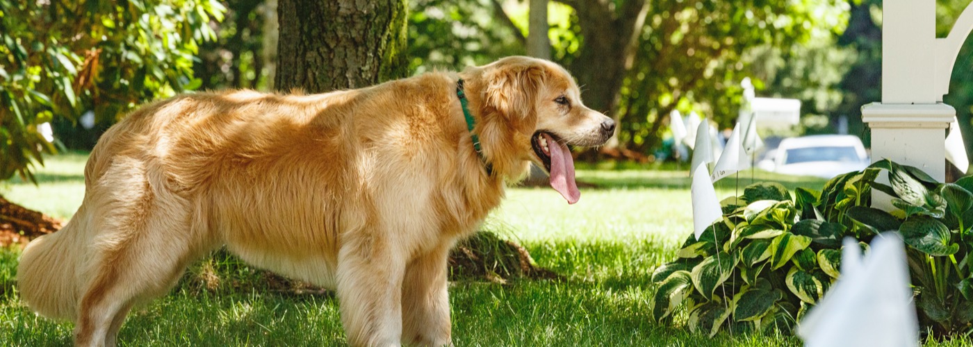 DogWatch of South Jersey, Barnegat Light, New Jersey | Outdoor Hidden Dog Fences Slider Image