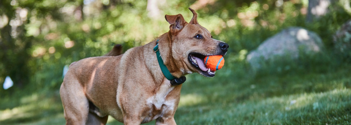 DogWatch of South Jersey, Barnegat Light, New Jersey | ProFenceX Slider Image